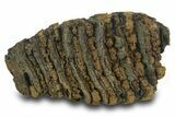 Fossil Woolly Mammoth Molar - Siberia #377768-4